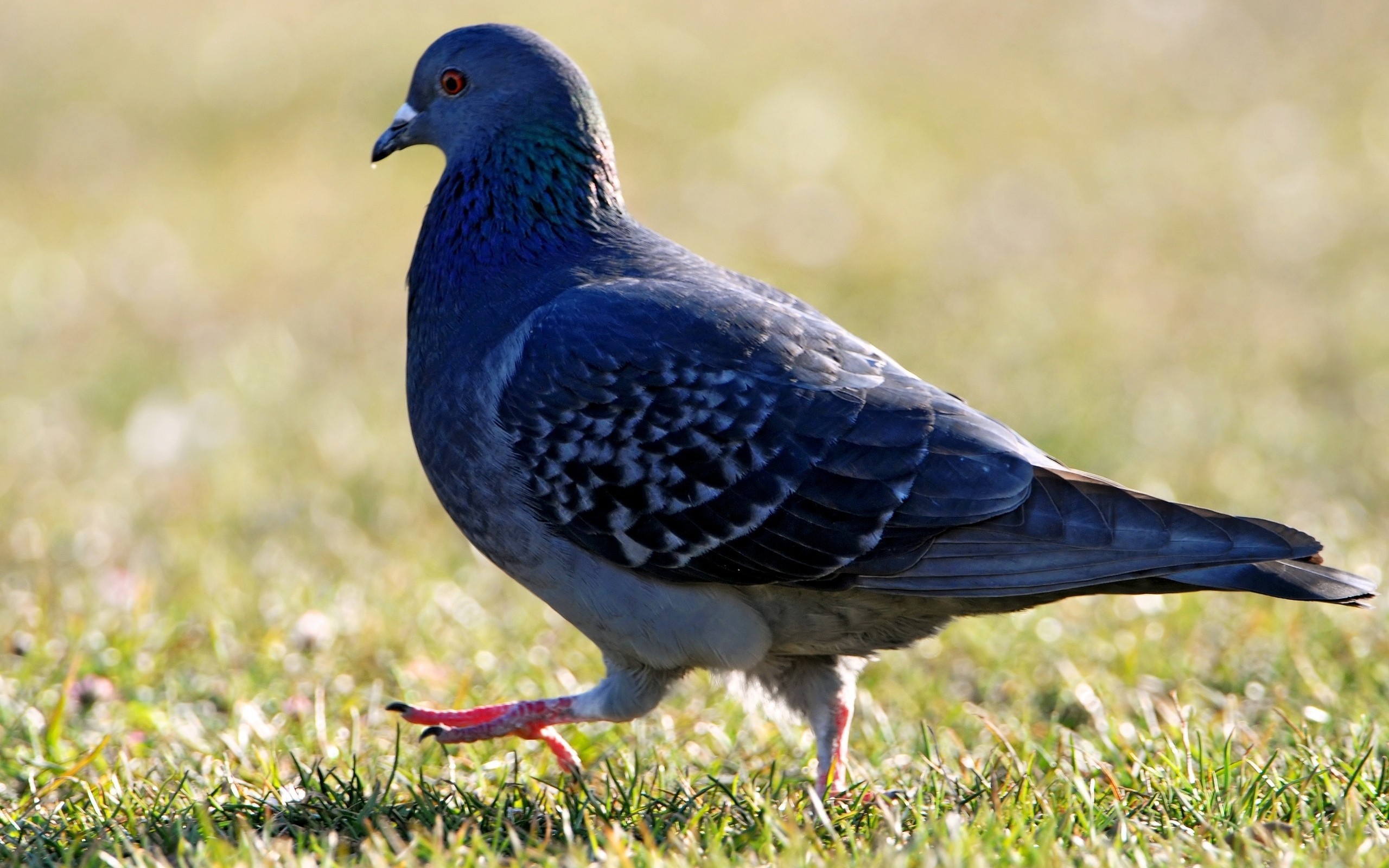 Какие птицы больше всего похожи на голубя и как их отличить