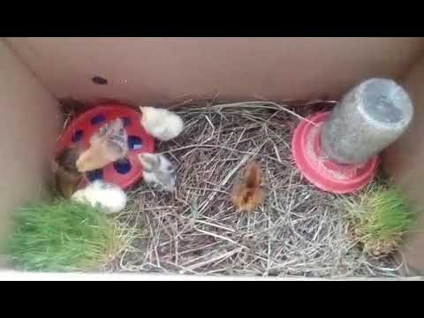 Цыплята в картонной коробке — обустройство