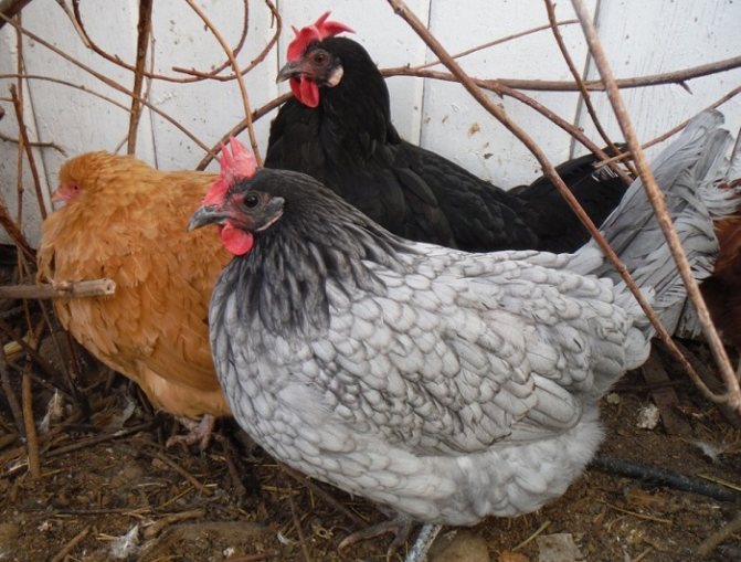 Андалузская порода кур – описание голубой, фото и видео