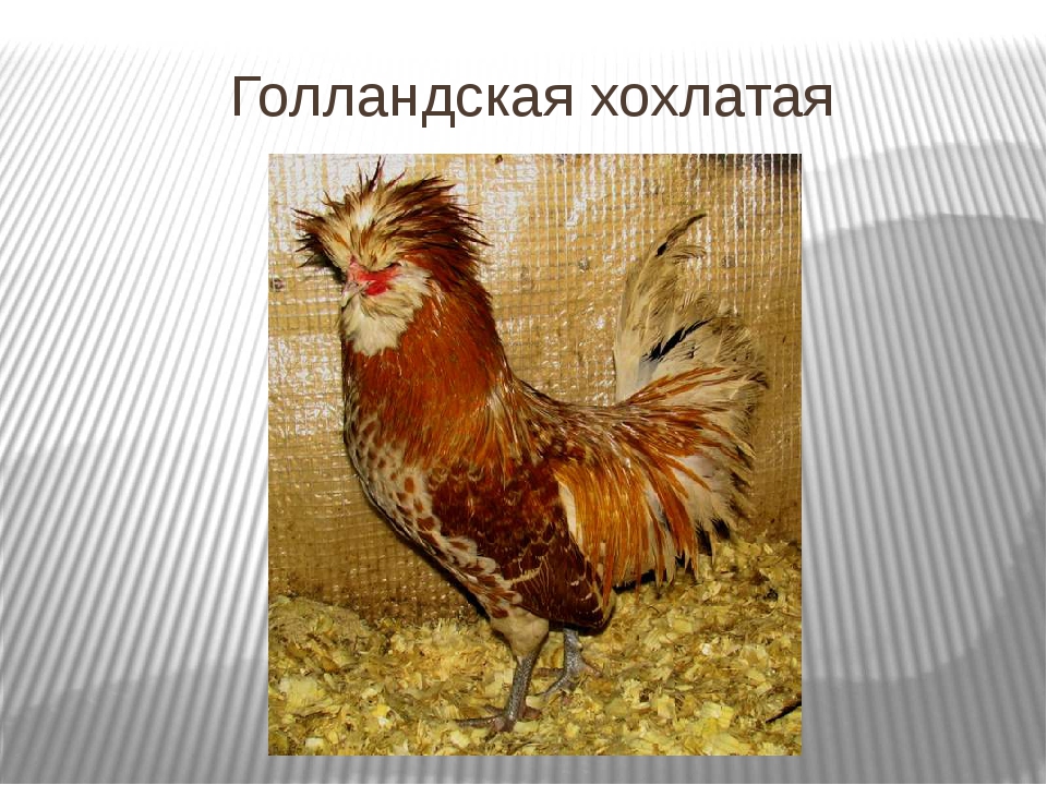 Особенности старинной породы кур Русской хохлатой