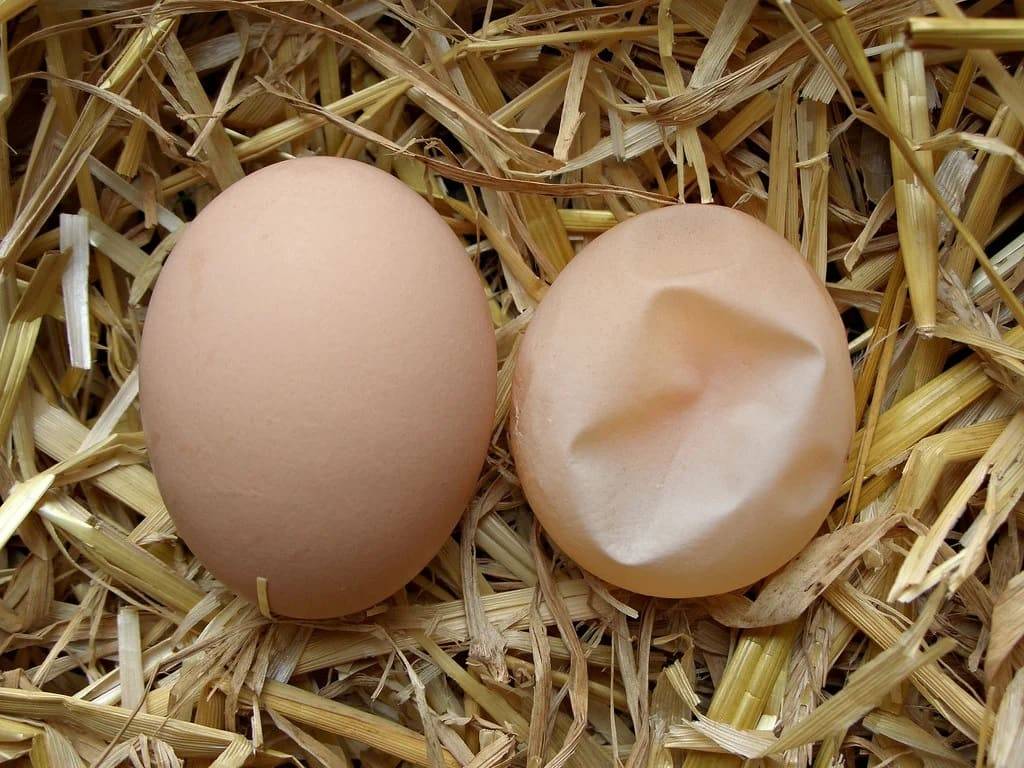 Какие куры несут черные яйца? Порода, особенности содержания, кормления и ухода