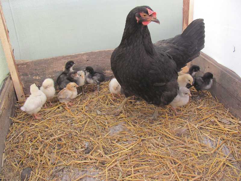 Как правильно подсадить цыплят из инкубатора к курице-наседке, чтобы она их приняла?