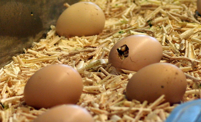 Сколько дней курица высиживает яйца и как отучить ее от этого