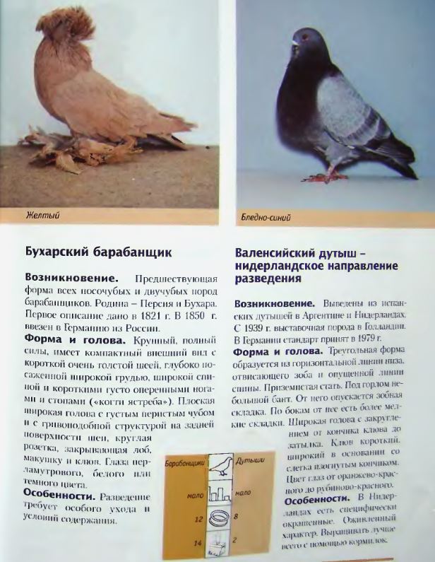 Обзор всех видов голубей с фото и описанием