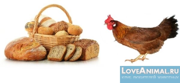 Хлеб для кур как давать? Польза и вред хлеба для птицы