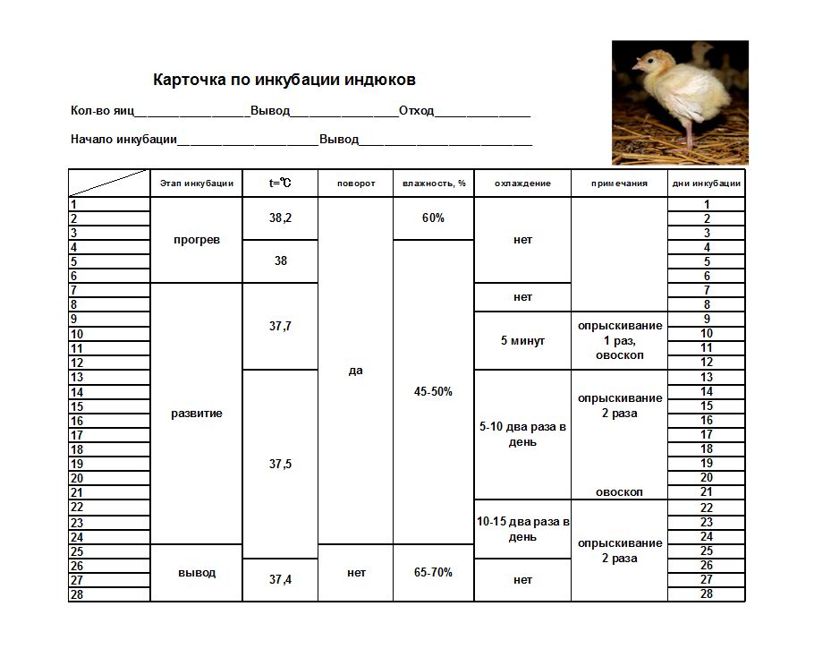 Температура выведения цыплят в инкубаторе – таблица
