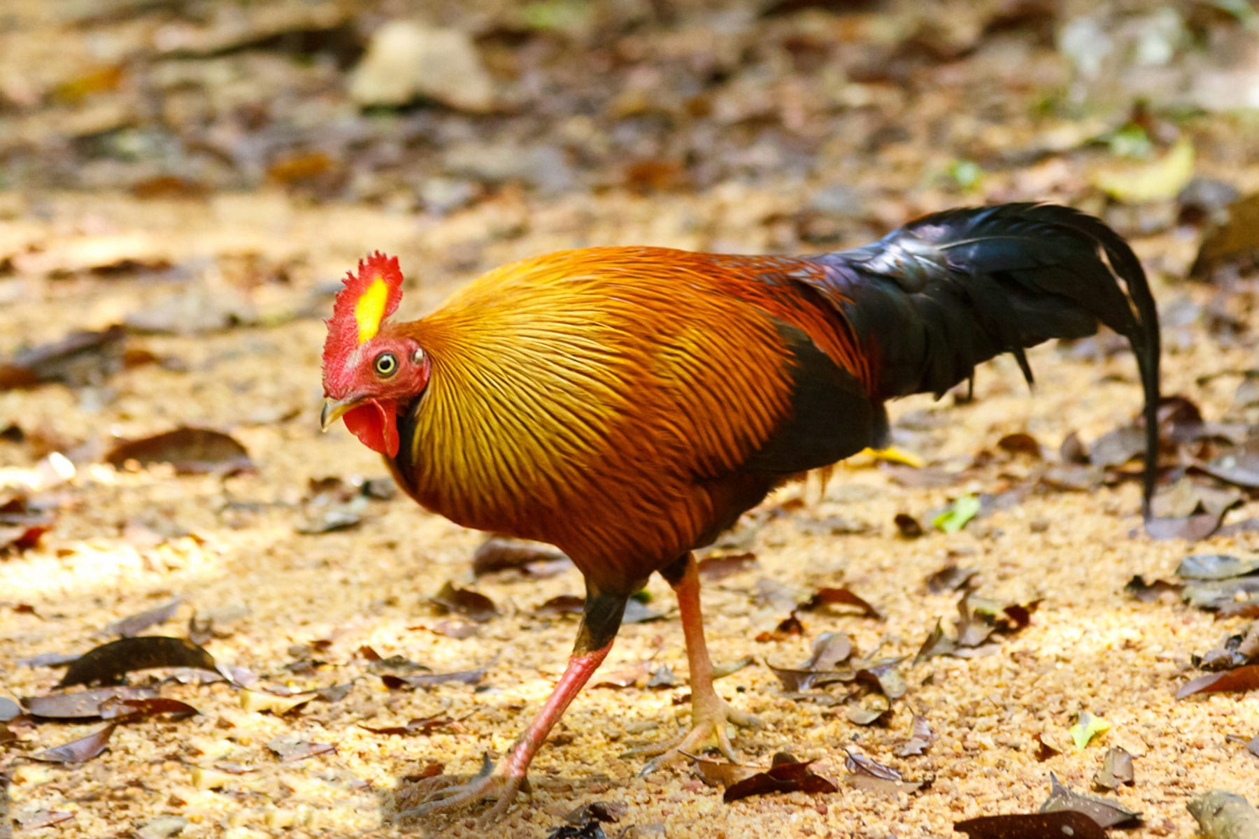 Дикие курицы: банкивская джунглевая, цейлонская, зеленая, серая и их характеристики
