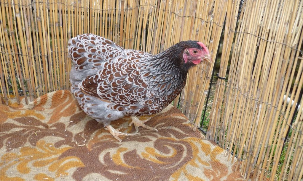 Карликовый виандот - декоративная порода кур. Описание, характеристики, содержание, кормление и инкубация