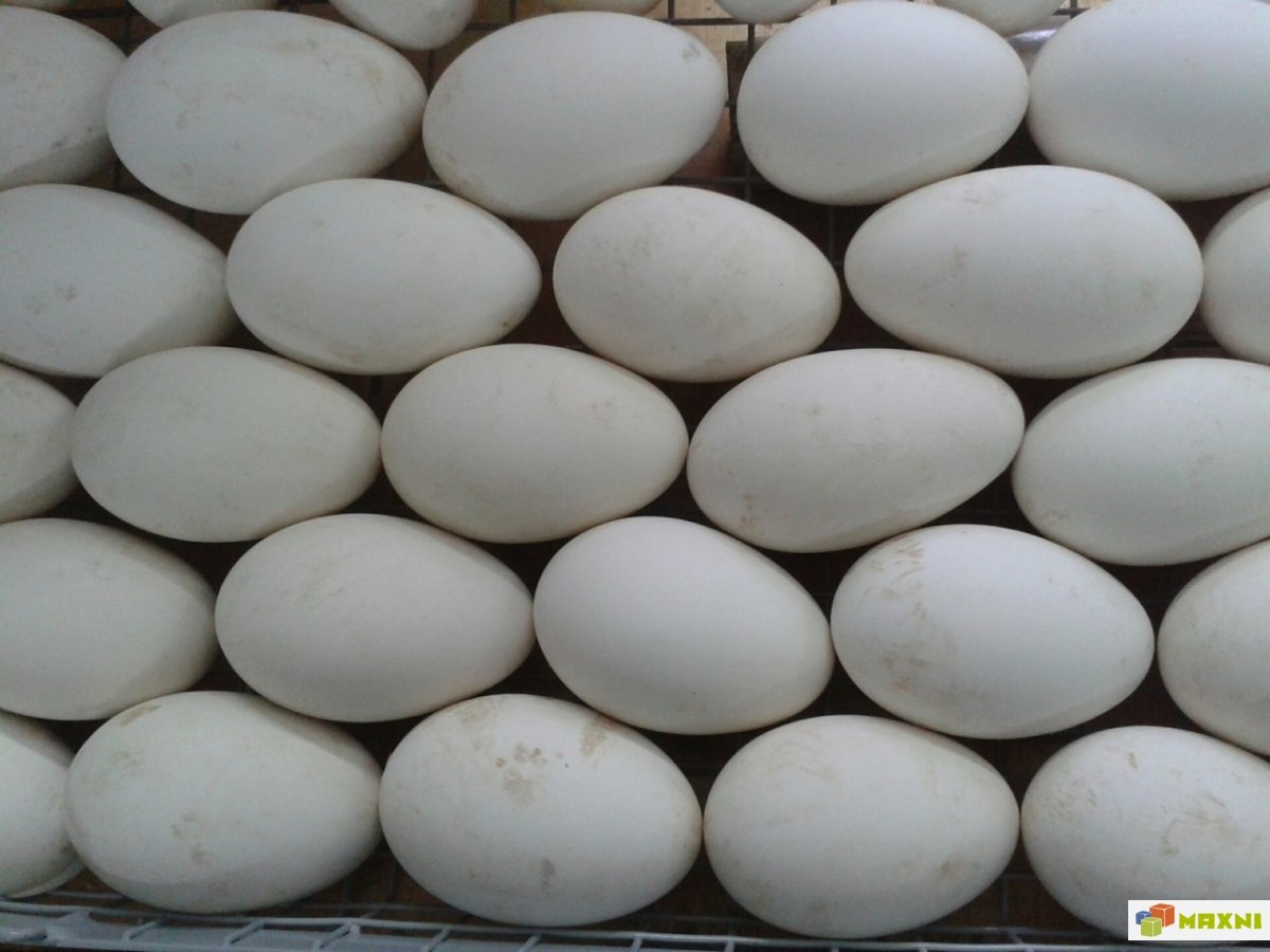 Кубанские гуси – описание породы, характеристики яичной и мясной продуктивности