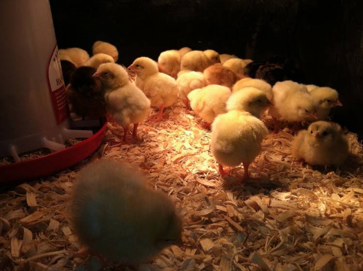 Выращивание бройлерных цыплят в домашних условиях