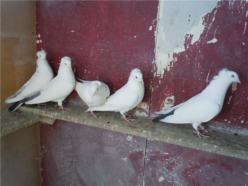 Бакинские бойные голуби – национальное достояние