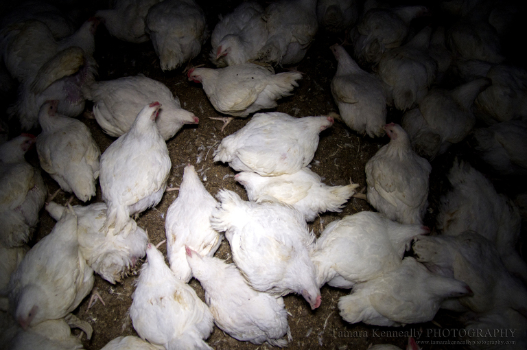 Продукция Нетто-Пласт – гарант крепкого здоровья и завидной продуктивности домашней птицы