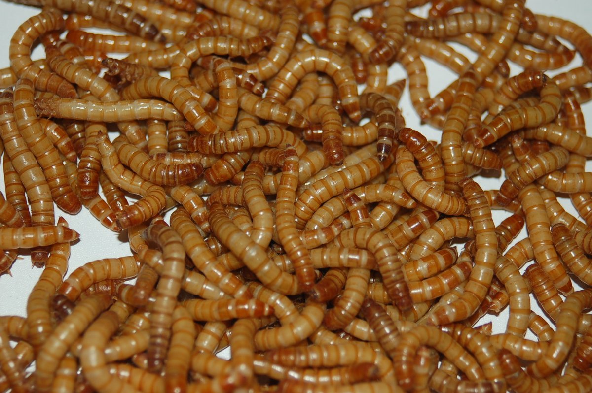 Кормление кур червями и личинками насекомых