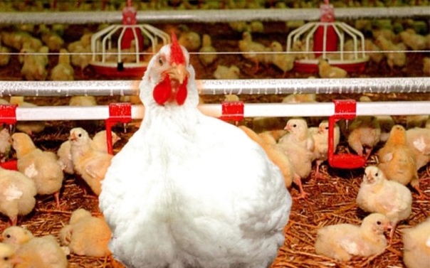 Ленинградская белая - мясо-яичная порода кур. Описание, особенности разведения и выращивания, кормление, инкубация