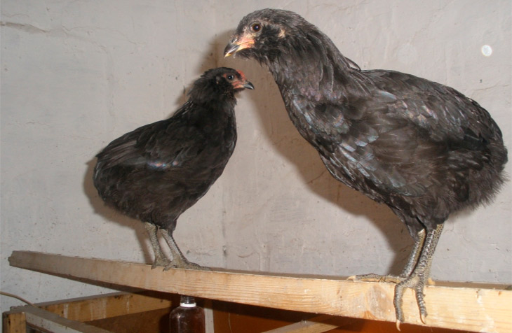 Араукана порода кур – описание, содержание, фото и видео