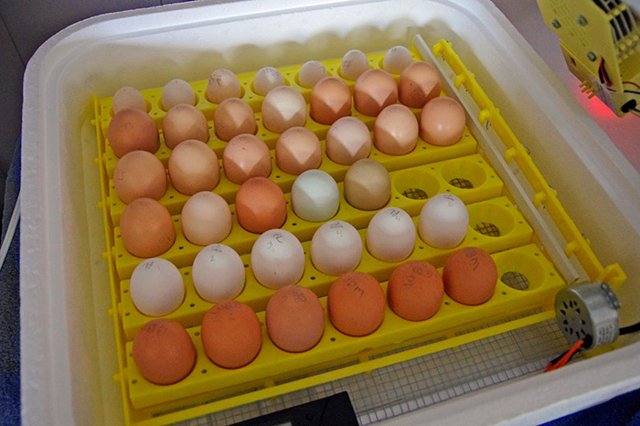 Какие яйца закладывать в инкубатор