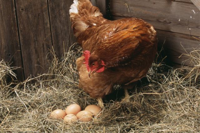 Как долго могут куры нести оплодотворённые яйца без петуха?