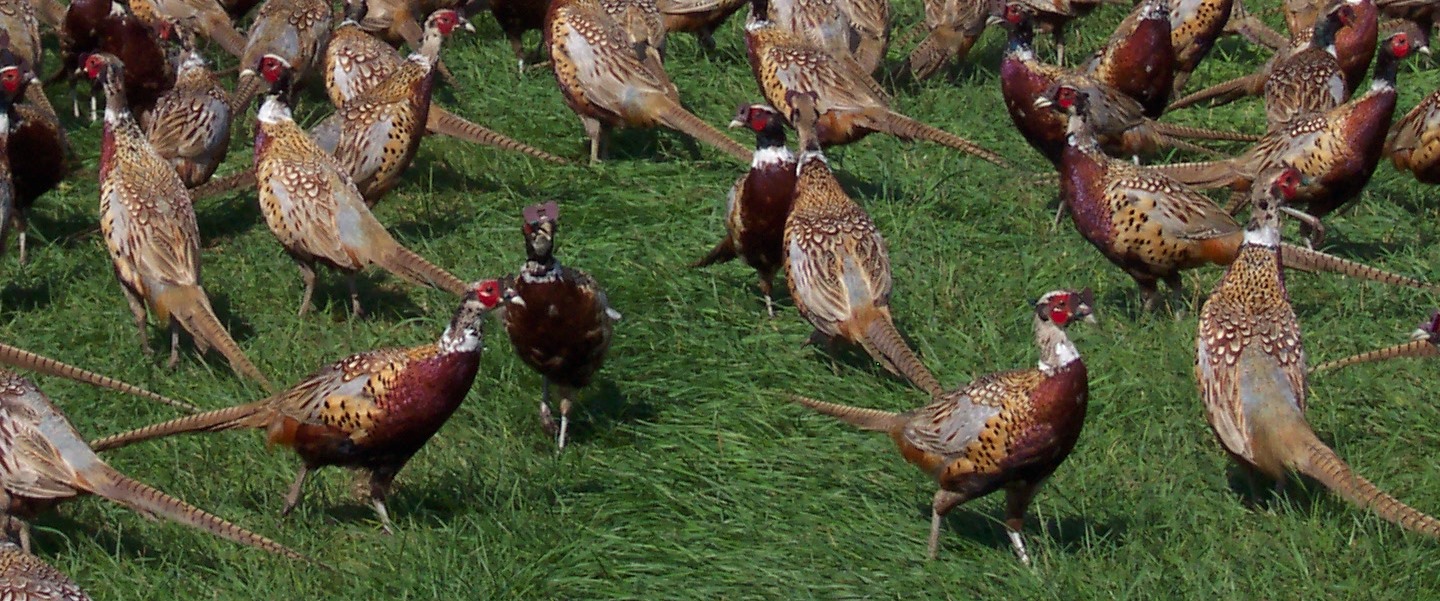 Обыкновенный фазан – содержание в вольере, продуктивные характеристики