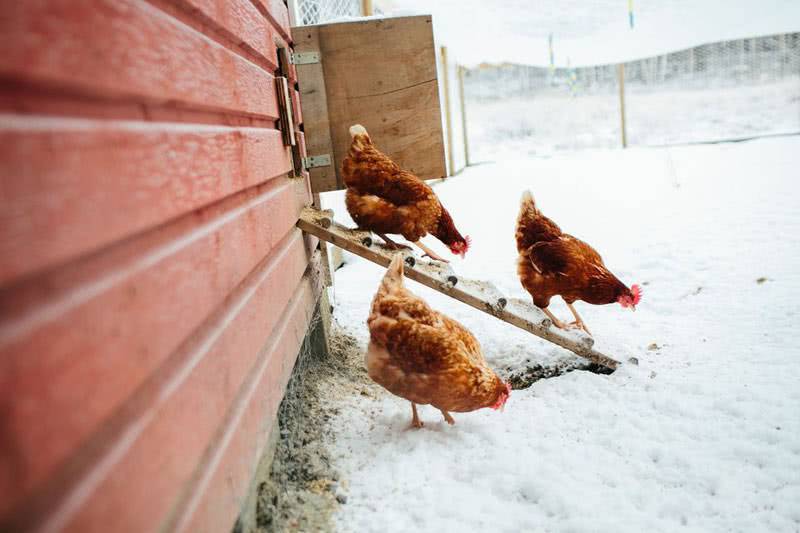 Какая температура должна быть в курятнике зимой, чтобы куры продолжали нестись?