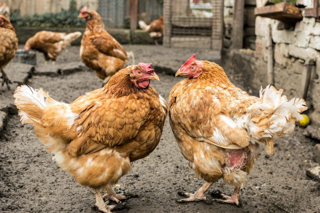 Цыплята клюют друг друга до крови – причины и способы решения