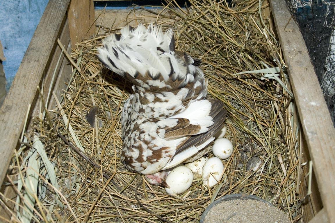 Способы отучить кур спать в гнездах