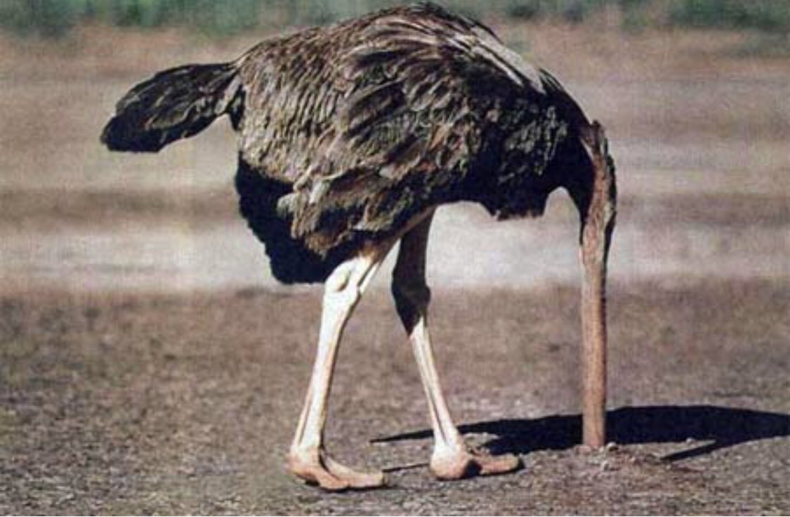 Болезни страусов – симптомы наиболее распространенных и опасных