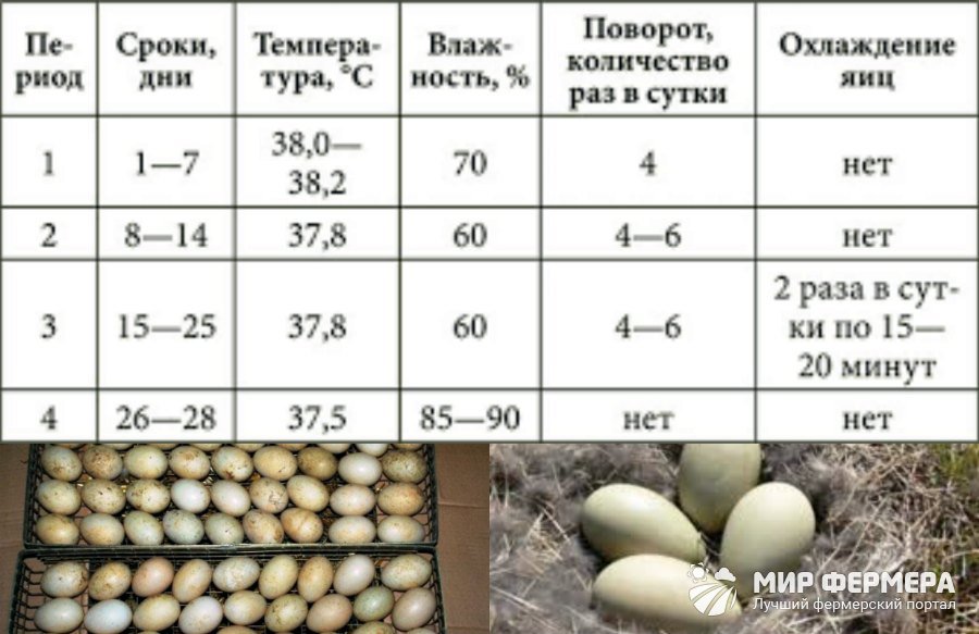 Основные правила инкубации яиц