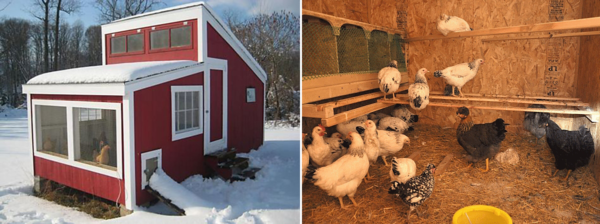 Содержание кур зимой: как подготовить курятник, можно ли выпускать птиц на улицу, как и чем их кормить?