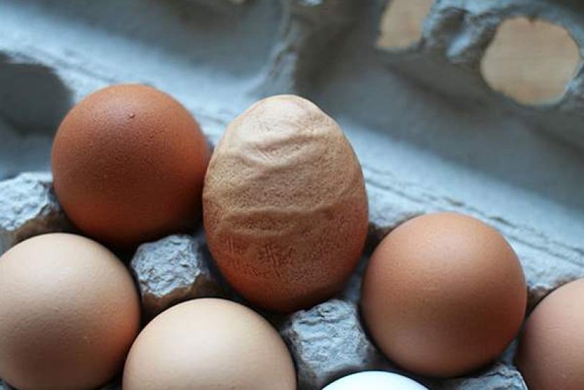Тонкая скорлупа у яиц и другие проблемы яйцекладки кур