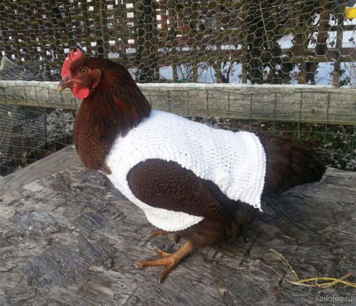 Куриные свитера и 7 причин отказаться от них зимой