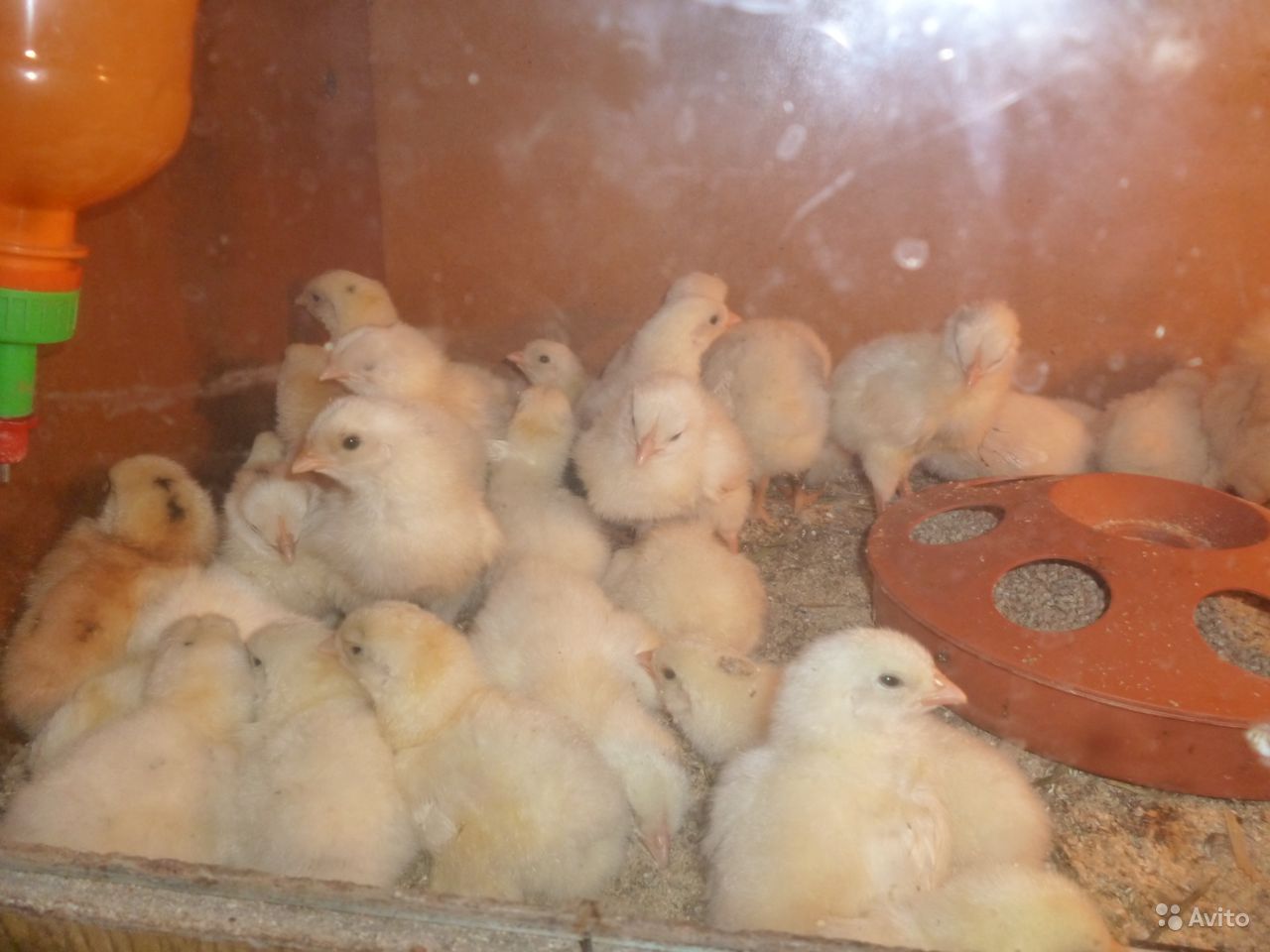 Выгодно ли разводить цыплят на продажу или для себя, покупая их каждый сезон?