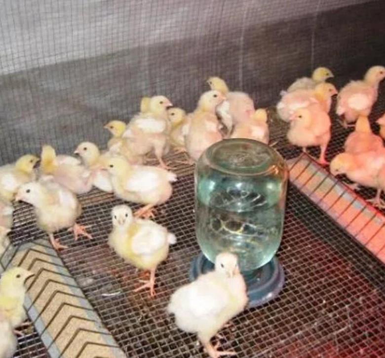 Как выращивать цыплят бройлеров для того, чтобы был запас мяса?