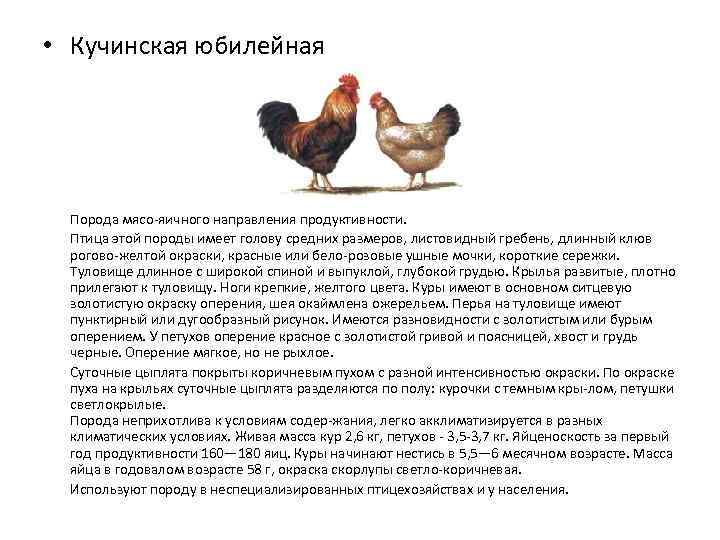 Кучинская юбилейная мясо-яичная порода кур: особенности характера, рекомендации по содержанию, кормлению, разведению