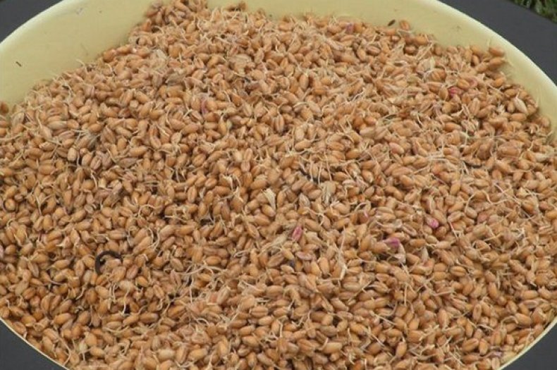 Проращивание пшеницы для кормления кур несушек зимой