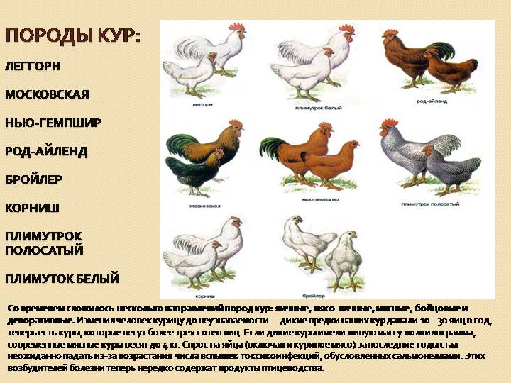 Кревкер - мясо-яичная порода кур. Описание, характеристики, разведение и содержание, кормление