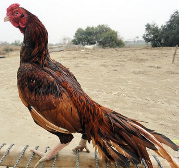 Индийская порода кур – описание бойцовой, фото и видео
