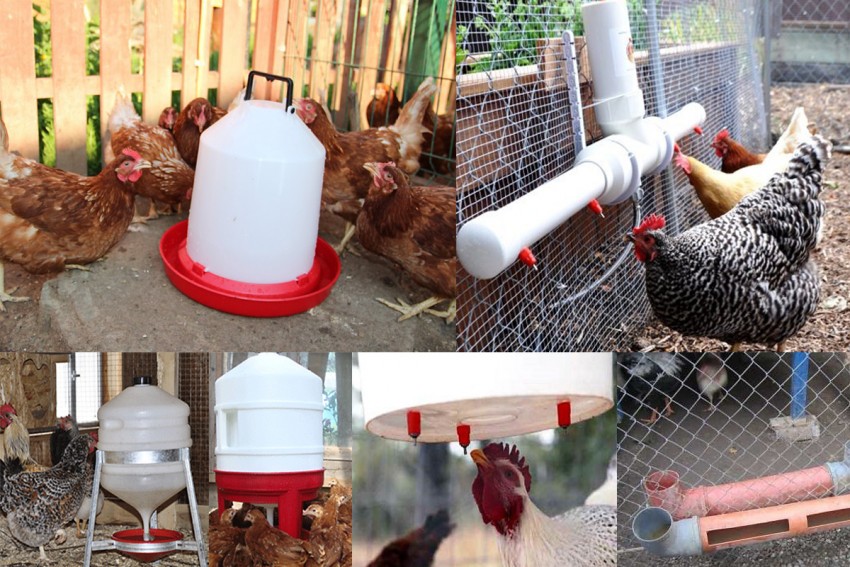 Технологии изготовления различных поилок для цыплят
