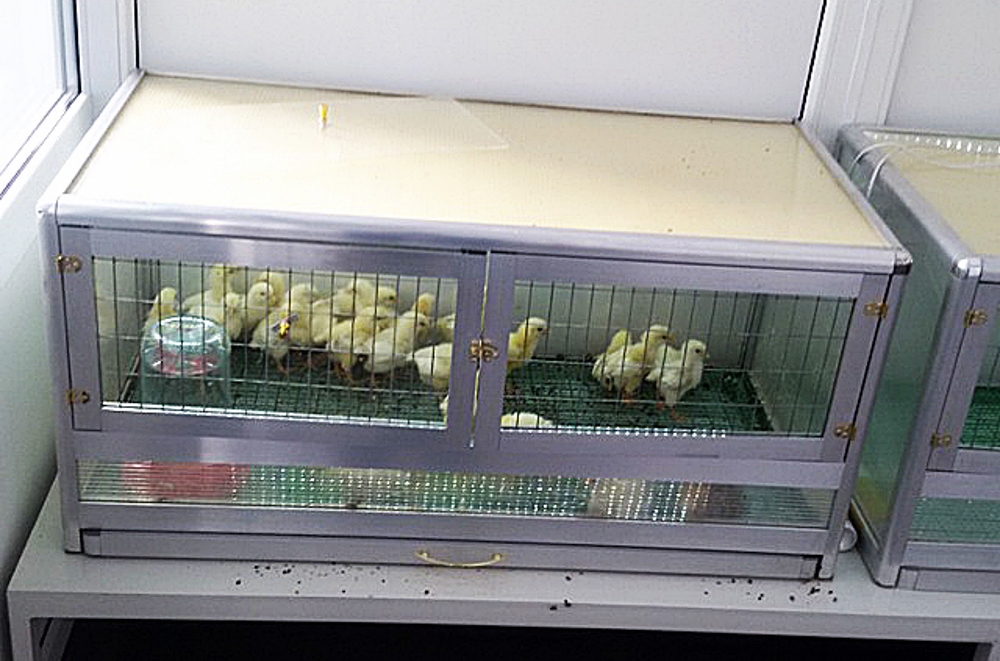 Какие клетки необходимы для выращивания цыплят