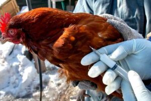 Птичий грипп у кур: симптомы, течение, профилактика и лечение
