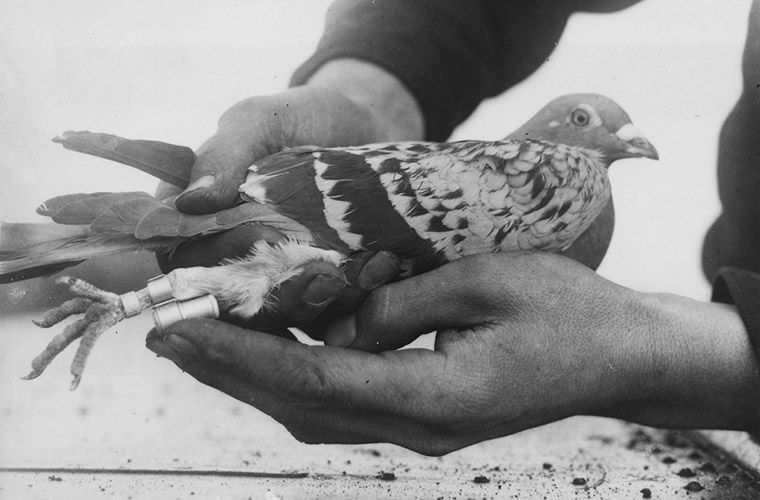 Почтовый голубь: как знает, куда лететь, история происхождения