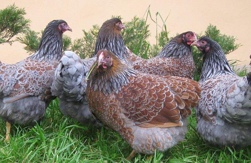 Лучшие мясо яичные породы кур – описание, фото и видео