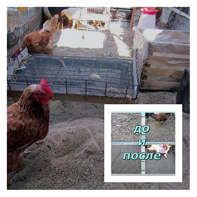 Почему цыплята клюют подстилку и можно ли стелить опилки, солому, газеты, торф, песок?