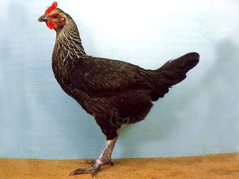 Люттихер порода кур – описание боцовой с фото и видео