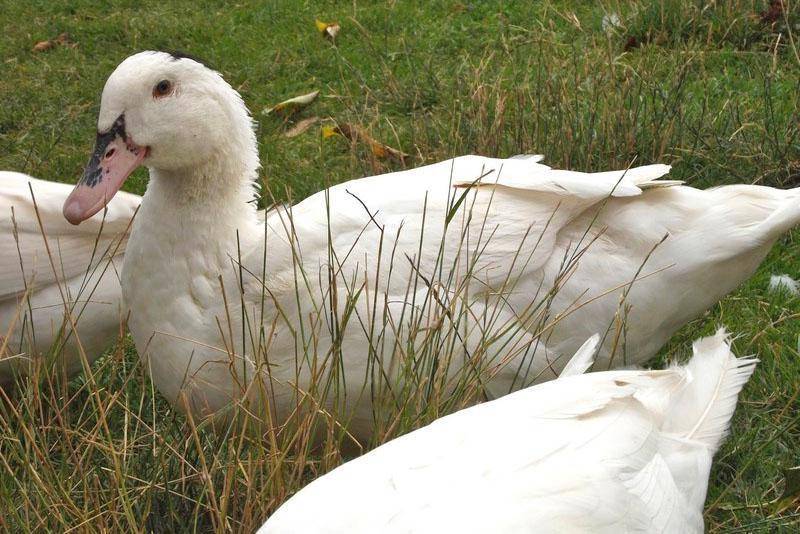 Особенности московской белой утки, нюансы породы, правила выращивания