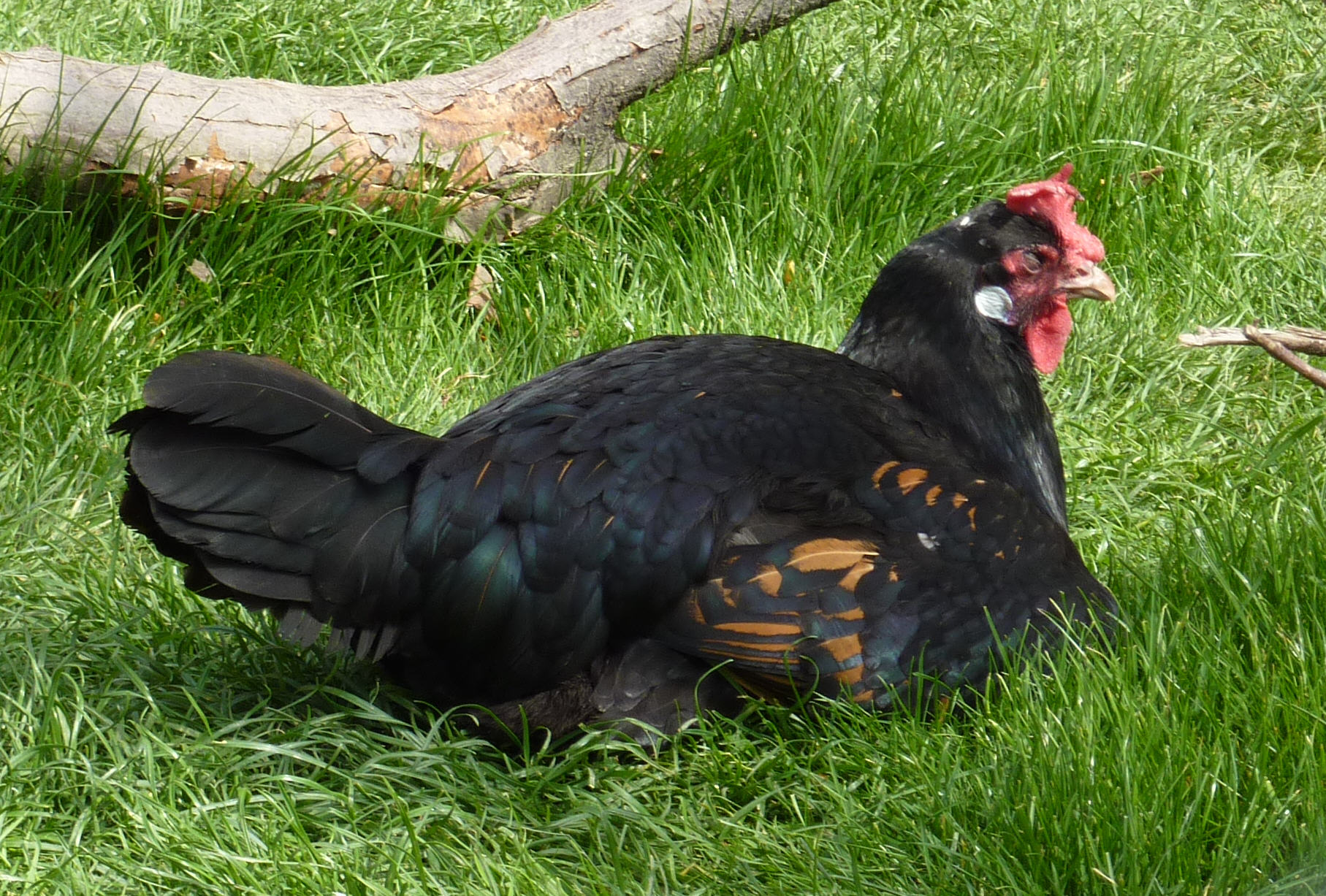 Бергская голосистая порода кур – описание с фото и видео