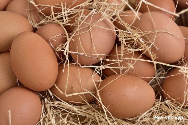 Про яйца и несушек — 65 фактов и один вопрос к вам!