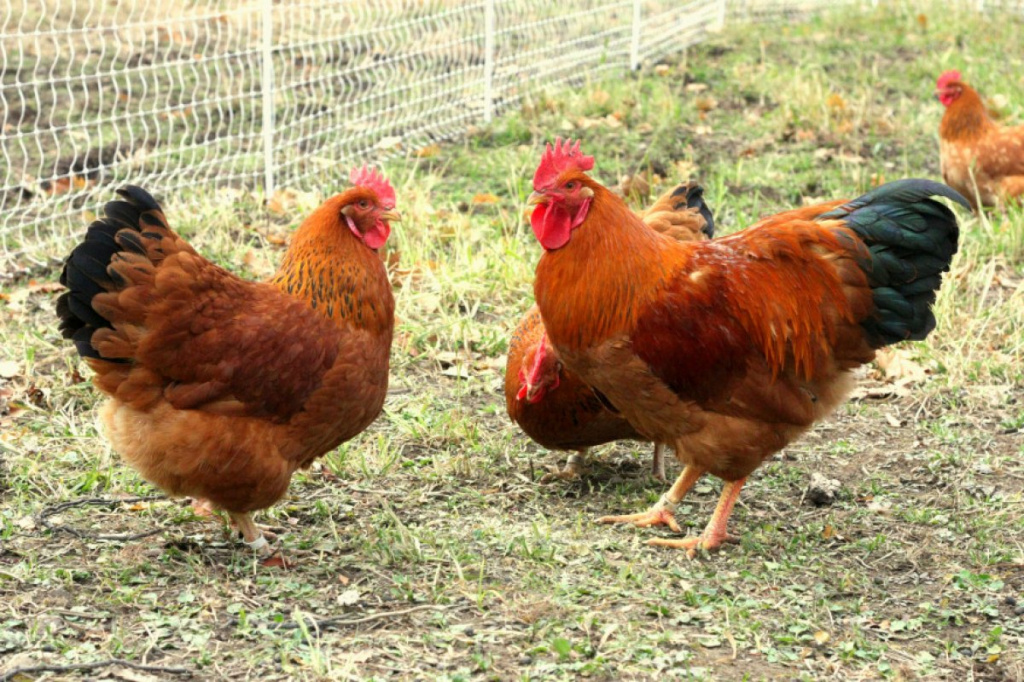 Род-Айленд - мясо-яичная порода кур. Характеристики, правила кормления и выращивания, особенности инкубации