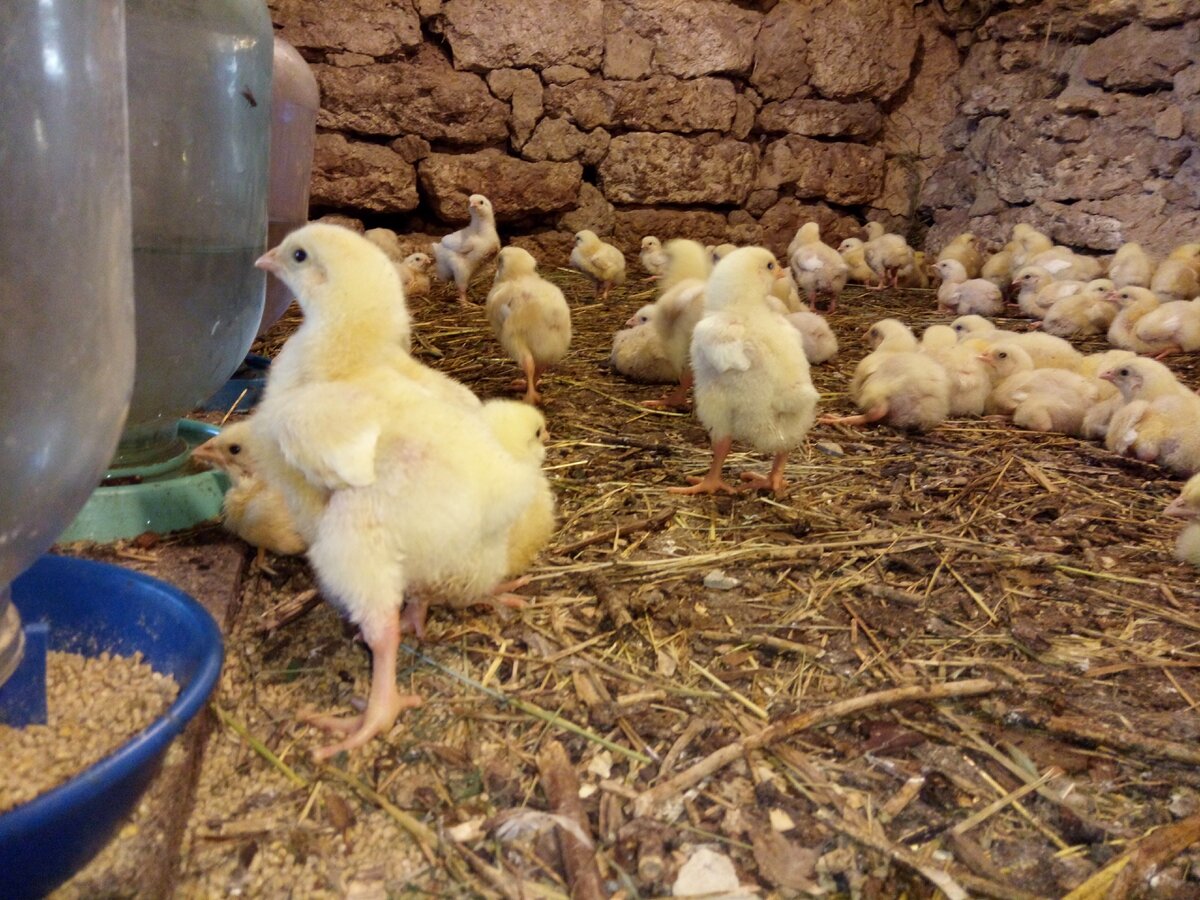 Выращиваем бройлеров на мясо, яйцо и цыплят