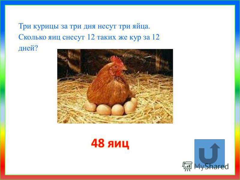 Сколько яиц несет курица несушка в день, в неделю, в месяц и год