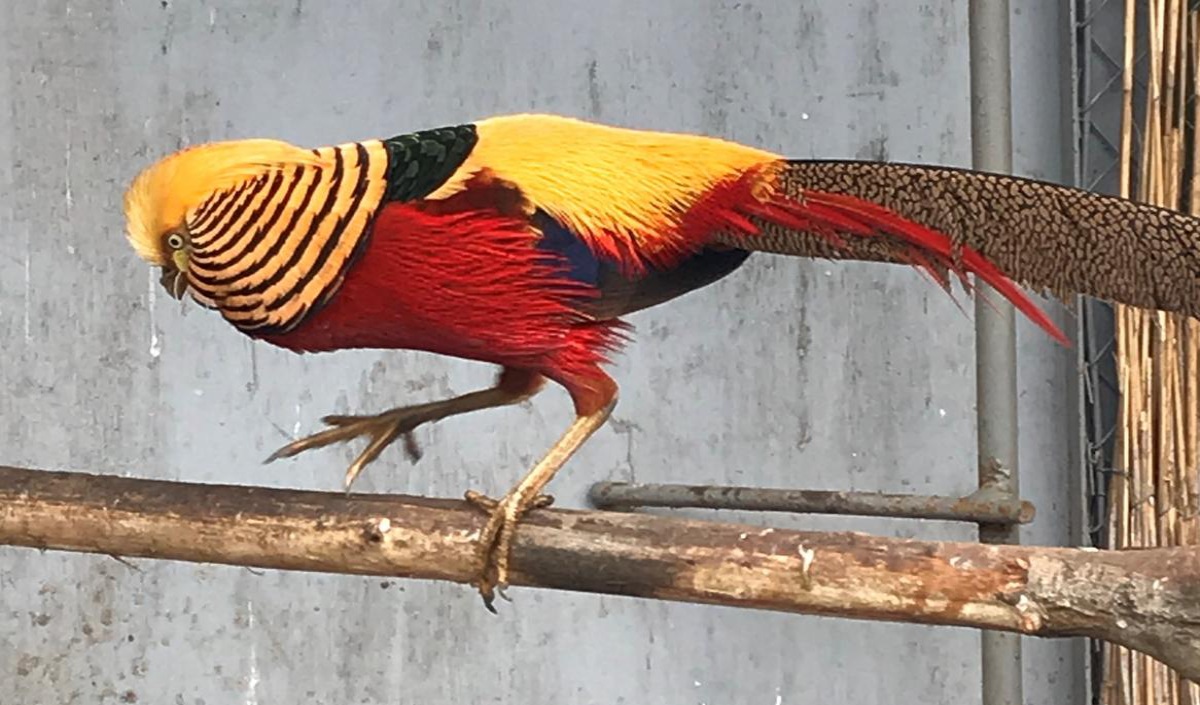Королевские фазаны – фото, описание продуктивных качеств, особенности содержания